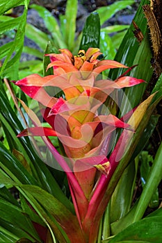 Detail of bromelia