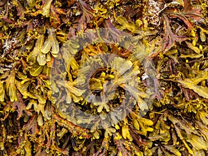 Brown algae Phaeophyceae from the Cantabrian Sea Galicia - Spain photo