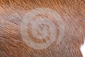 Detail of brown cow fur skin background