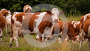 Detail of a brown cow watching the surroundings