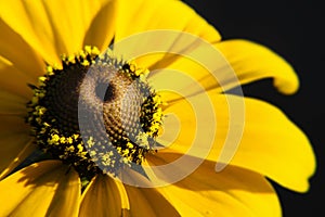 Detail of a Brown-eyed Susan flower aka as Rudbeckia Hirta