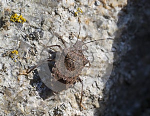 Detail of a brown Halyomorpha beetle on a gray stone