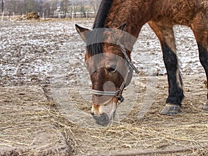 Detail of brown horse head in farm paddock