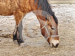 Detail of brown horse head in farm paddock