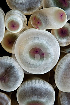Detail of a Bubble anemone (Entacmaea quadricolor)