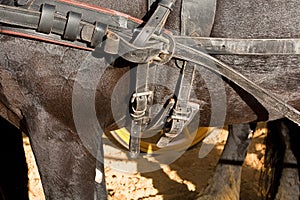 Detail of buckles and straps of a horse used for the transportation of carriages