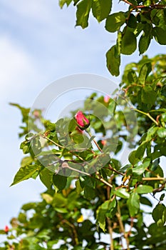 Detail of the bud of a beautiful red rose isolated from the background
