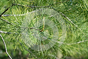 Detail of budding pine needles in spring. photo