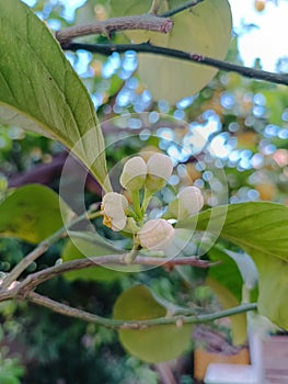 Detail of the buds of the lemon flower called zagara