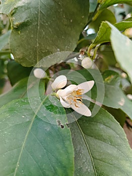 Detail of the buds of the lemon flower called zagara photo