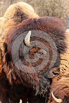 Detail of a buffalo
