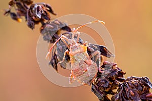 Detail of bug in forest, Hemiptera Heteroptera
