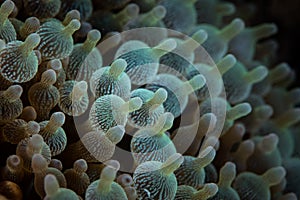 Detail of Bulbed Anemone Tentacles photo