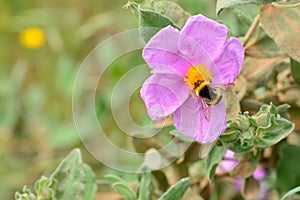 Detail of a bumblebee on a flower in spring photo