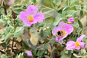 De abejorro sobre el flor en la primavera 