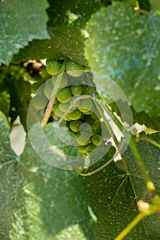 detail of a bunch of fresh organic grapes for making chacoli wine in the basque country photo
