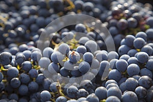 Detail of a bunch of merlot grapes