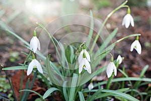 Detail of the bunch of purification flowers