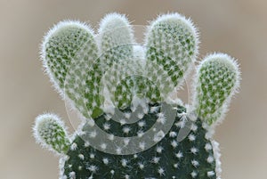 Detail of Bunny ears cactus (Opuntia microdasys)