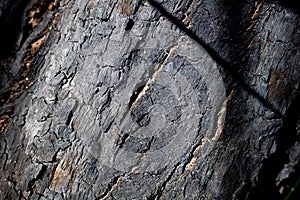 Detail of the burnt bark of a tree  black charred by fire