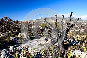 Detail of a burnt tree after a bushfire seen at Kasteelspoort Hiking Trail