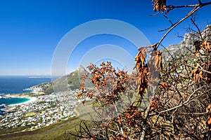 Detail of a burnt tree after a bushfire seen at Kasteelspoort Hiking Trail, part of Table Mountain National Park