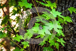 Detail of buterfly Panaxia on a leaf of tree in Valley of Butterlies at Rhodes island in Greece