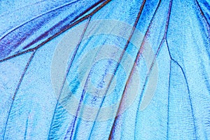 Detail of a butterfly wing photo