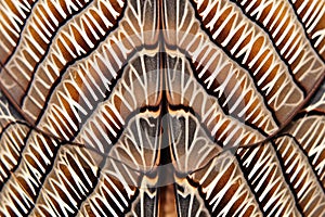 detail of butterfly wing with a scale-like pattern