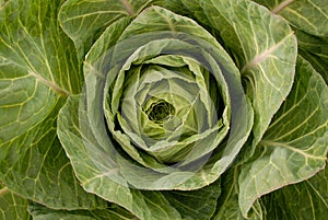 detail of a cabbage (Italy)