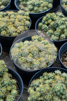 The detail of cactus