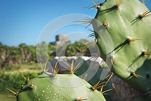 Detail of cactus with blurred maya ruins with blue sky, Tulum, Mexico