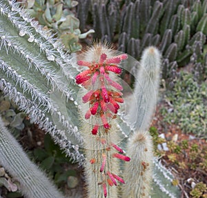 Detail of cactus cleistocactus dependens