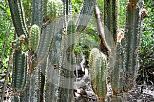 Detail of cactus flower, Playa Larga photo