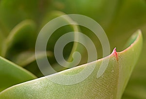 Detail cactus leaf