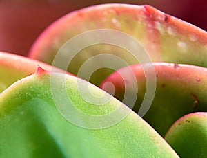 Detail cactus leaf