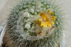 Detail of cactus with yellow flower