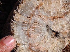 Detail of a calcite nodule embedded in a limestone rock