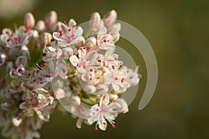 Detail of California Buckwheat photo