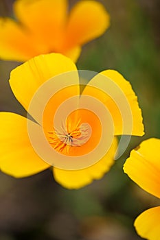 Detail of Californian poppies