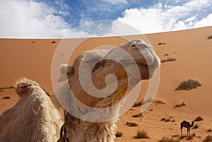 Detail of camel at Merzouga