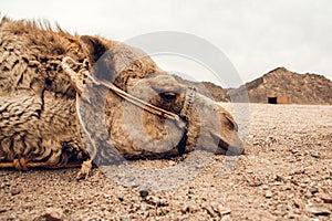 Detail of camel`s head in the desert with funny expression