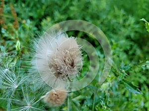 Detail of Canada Thistle Fluff
