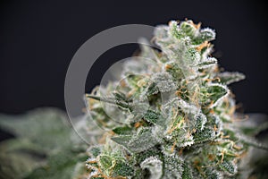 Detail of cannabis cola mangolope strain later flower