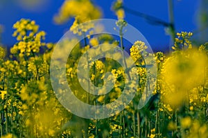 Detail of canola colza flowers in a field during daytime against a blue sky
