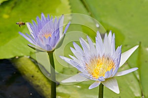 Detail of cape waterlily being pollinated.