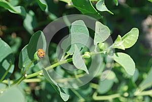 Caper plant with ladybug