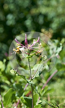 detail of caprifoli flower