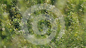 Detail of Capsella bursa pastoris plants on meadow