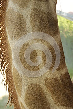 detail of a captive giraffe& x27;s fur pattern